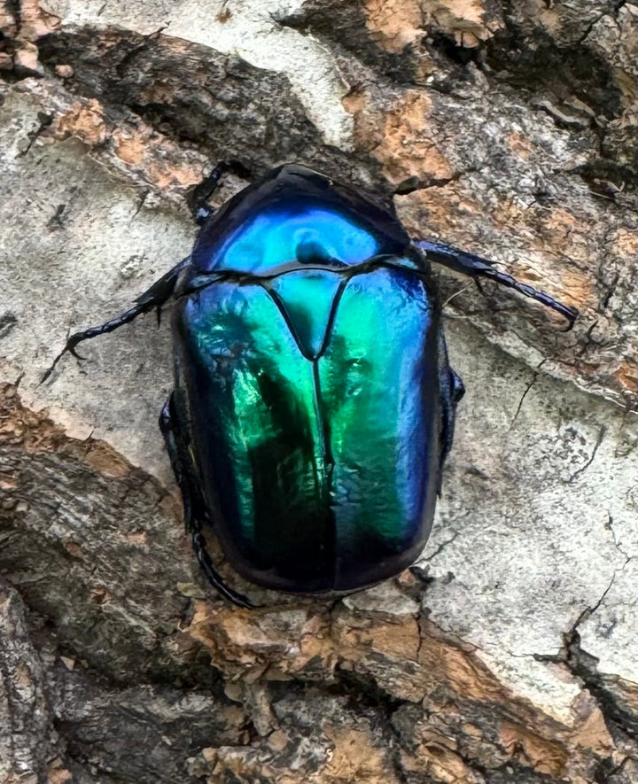 《スペキオーサ・シアノクロラ ペア》②