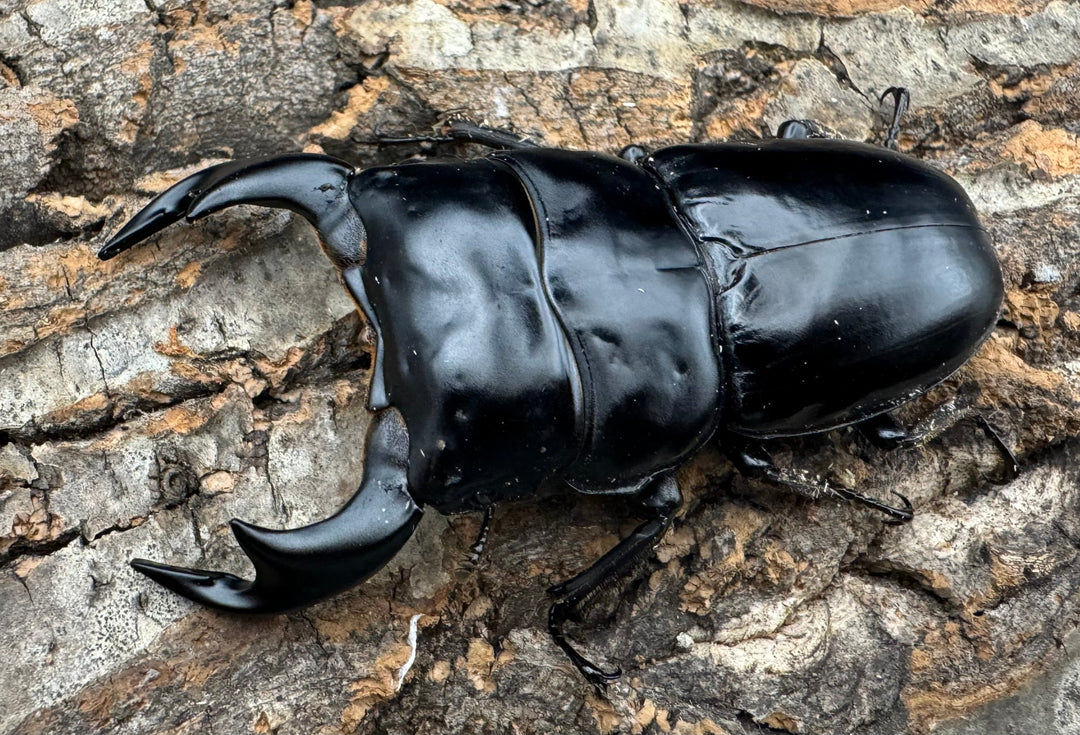 《インドアンタエウス サディア産 80mm ペア》