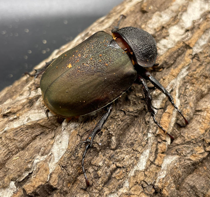 【WD】《ミンダナオアトラスオオカブト 90mmUP ペア》②