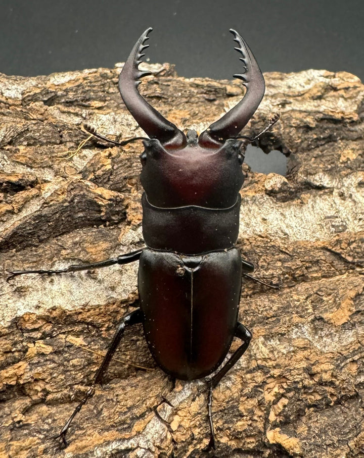 【WF1】《本土ノコギリクワガタ 八王子産 53.5mm ペア》