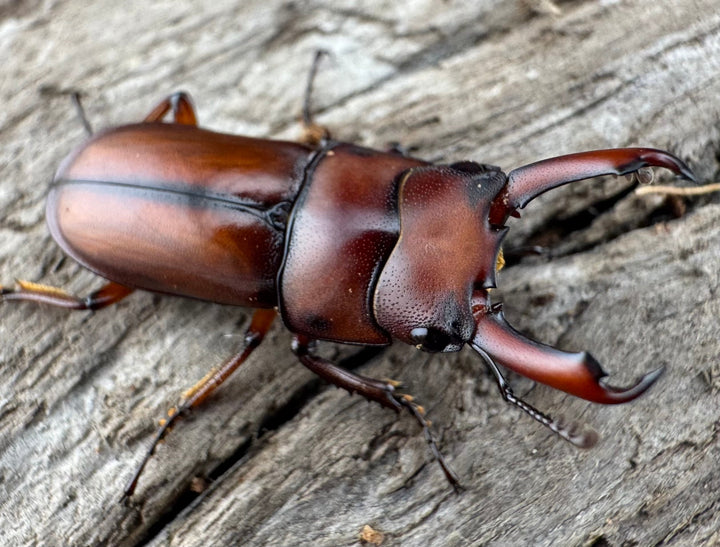 【WD】《プセウダクシスコクワ 21mm ペア》