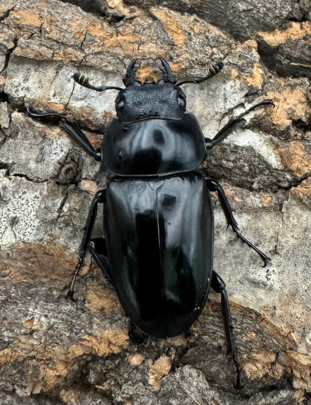 【WD】《コンフキウスノコギリ 広東省産 36.5mm ♀単》