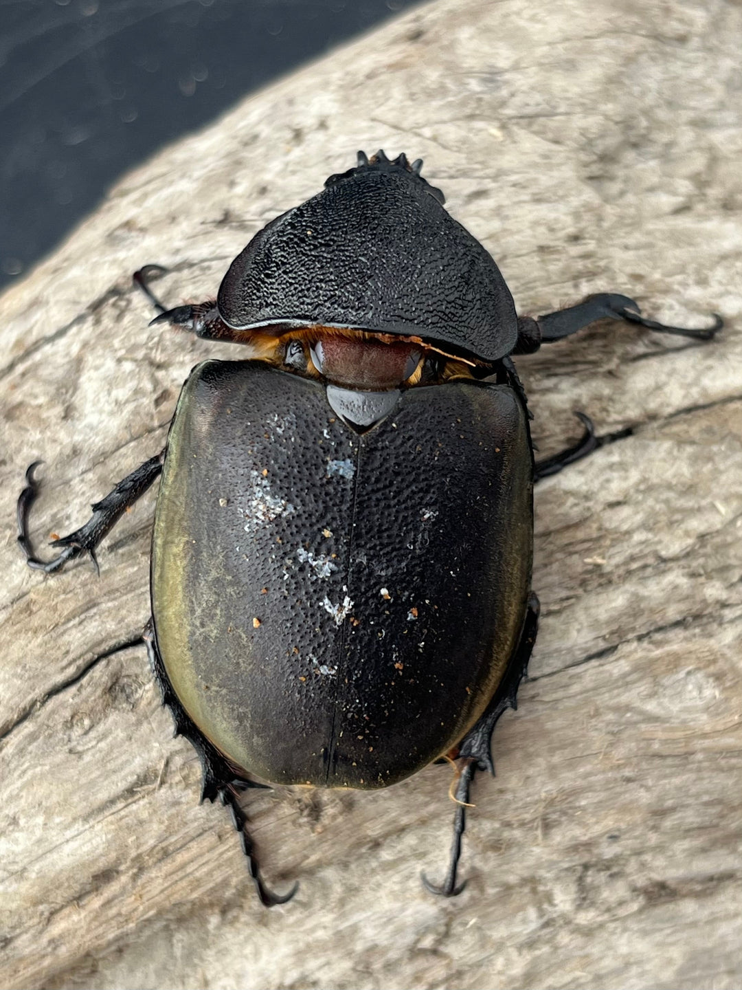 【WD】《ミンダナオアトラスオオカブト マラグサン産 90mm ペア》