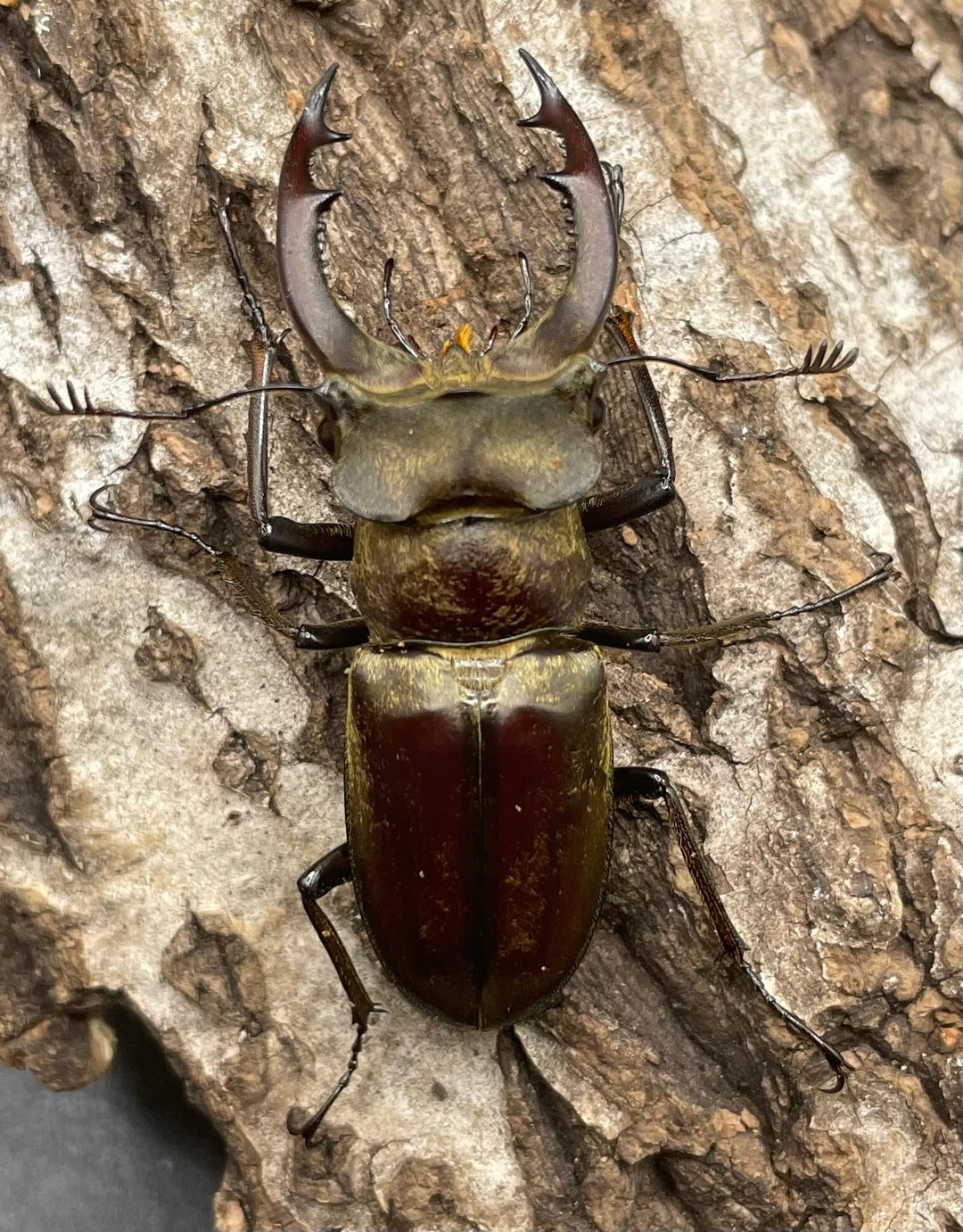 【WD】超貴重《ディルクミヤマクワガタ 50mm ペア》