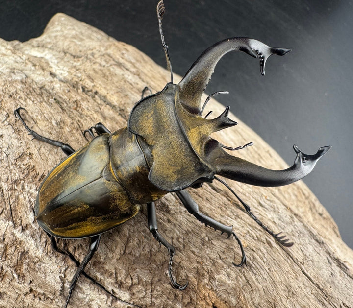 【WD】《チベットミヤマ亜種singularis 66mm ペア》