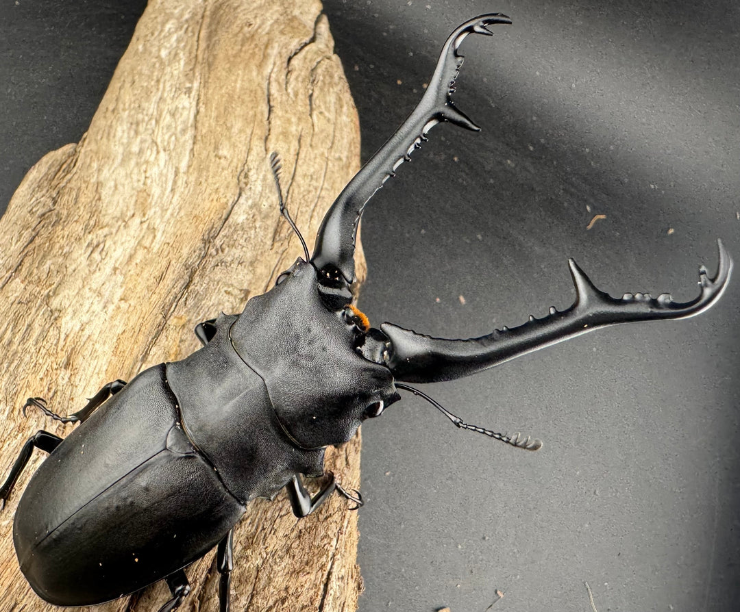 【WD】《 ギラファノコギリ亜種ケイスケ 107.5mm ♂単》