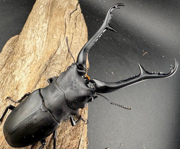 【WD】《 ギラファノコギリ亜種ケイスケ 107.5mm ♂単》