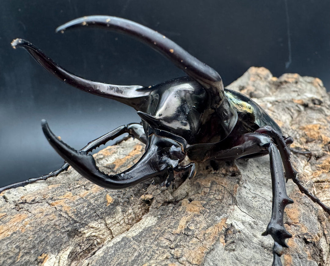 【WD】《ミンダナオアトラスオオカブト 95mm ペア》