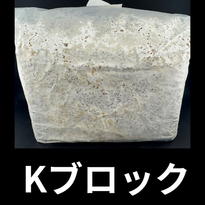 【Kブロック】オオヒラタケ 3600cc