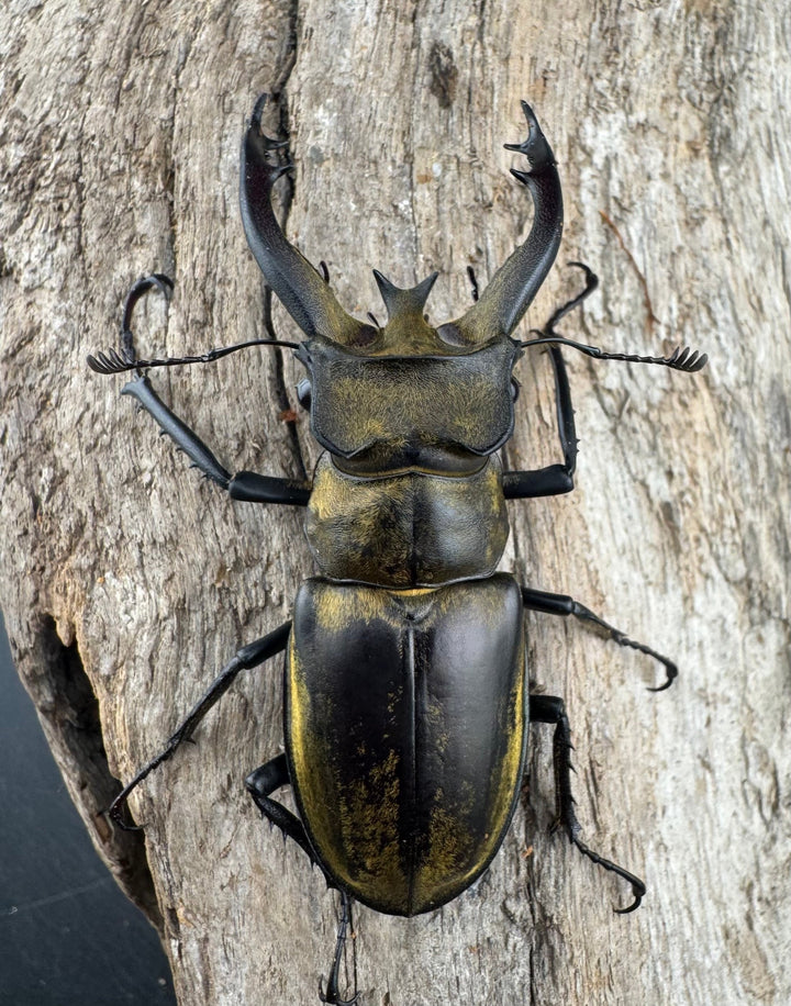 【WD】《フルキフェルミヤマ 61mm ペア》