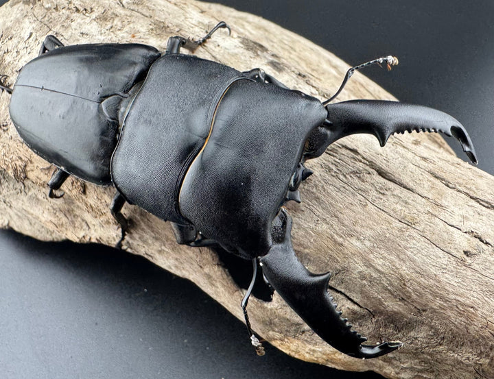 【WD】《ミンダナオヒラタ キダパワン産 93mm ペア》