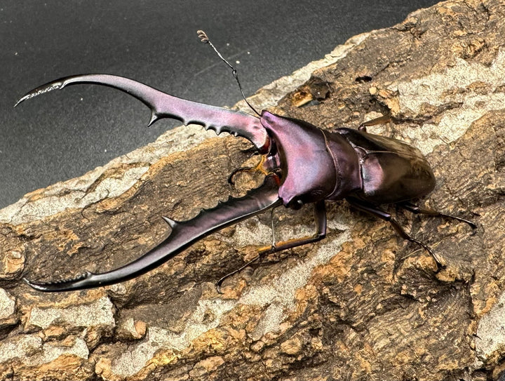 【美麗】《メタリフェルホソアカ 75mm ペア》わたくわ氏ブリード個体