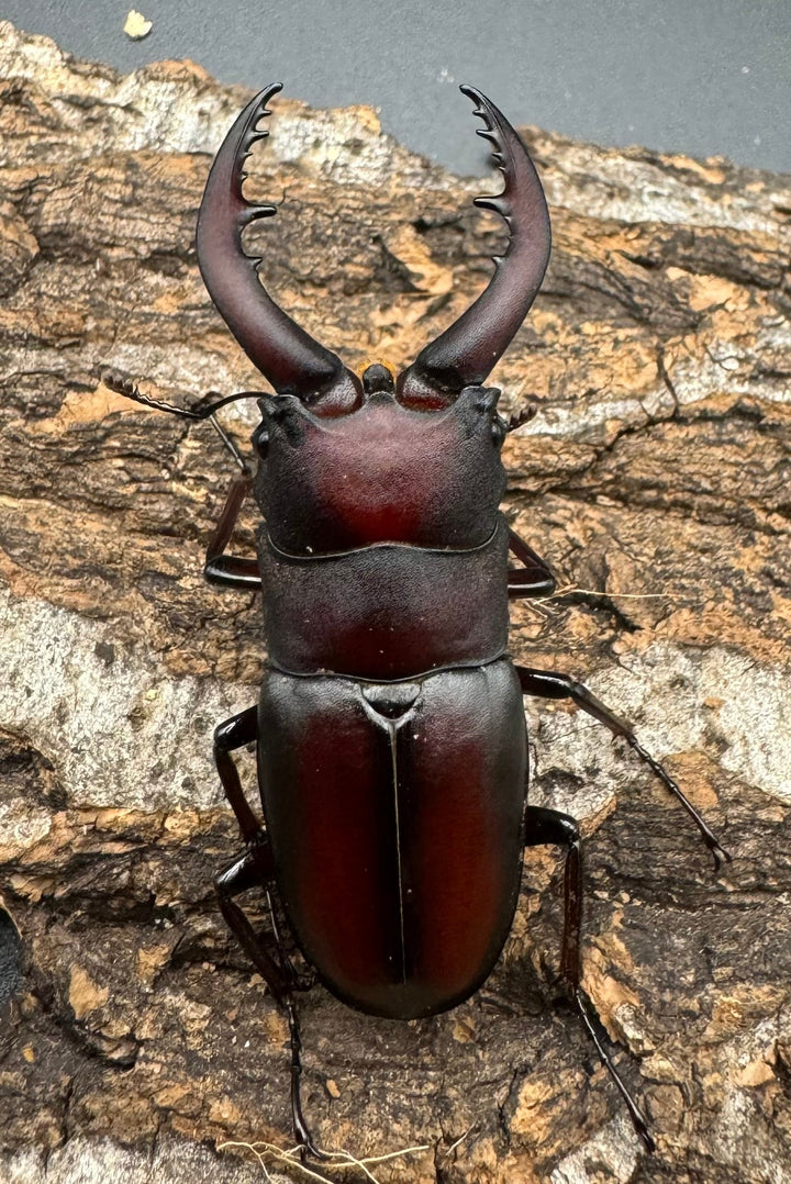 【WF1】《本土ノコギリクワガタ 八王子産 Free ♂単》