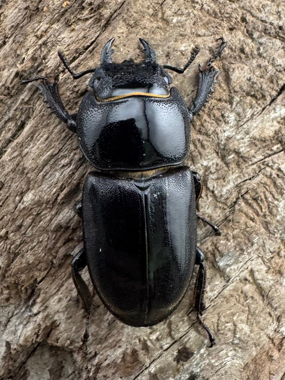 【WF11】《チョウセンヒラタ 43mm ペア》