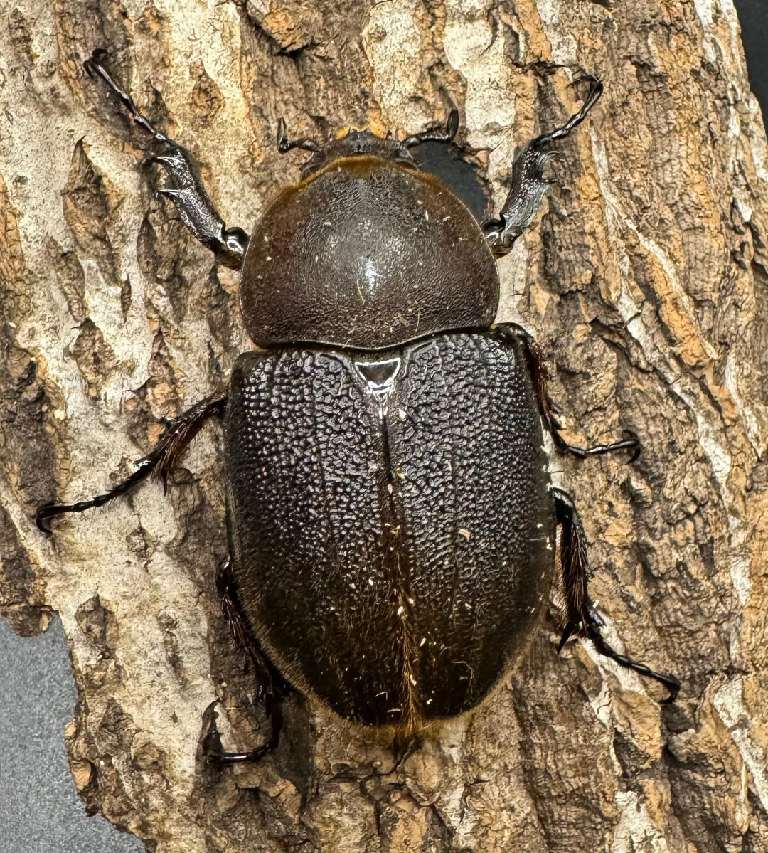 《ヘラクレス・ヘラクレス 125mm ペア》