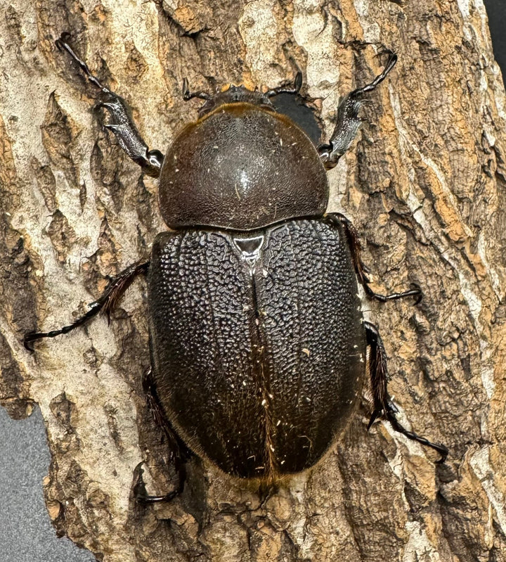 《ヘラクレス・ヘラクレス 125mm ペア》