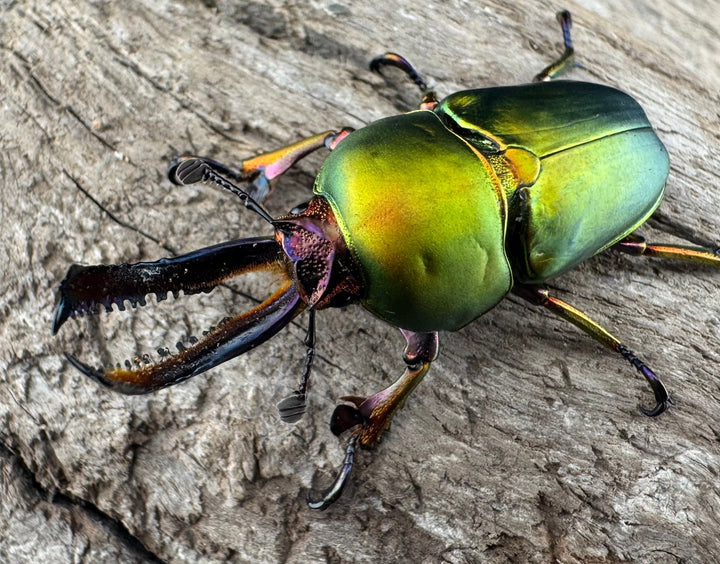 【WD】《パプアキンイロクワガタ アルファック産 38.5mm ペア》