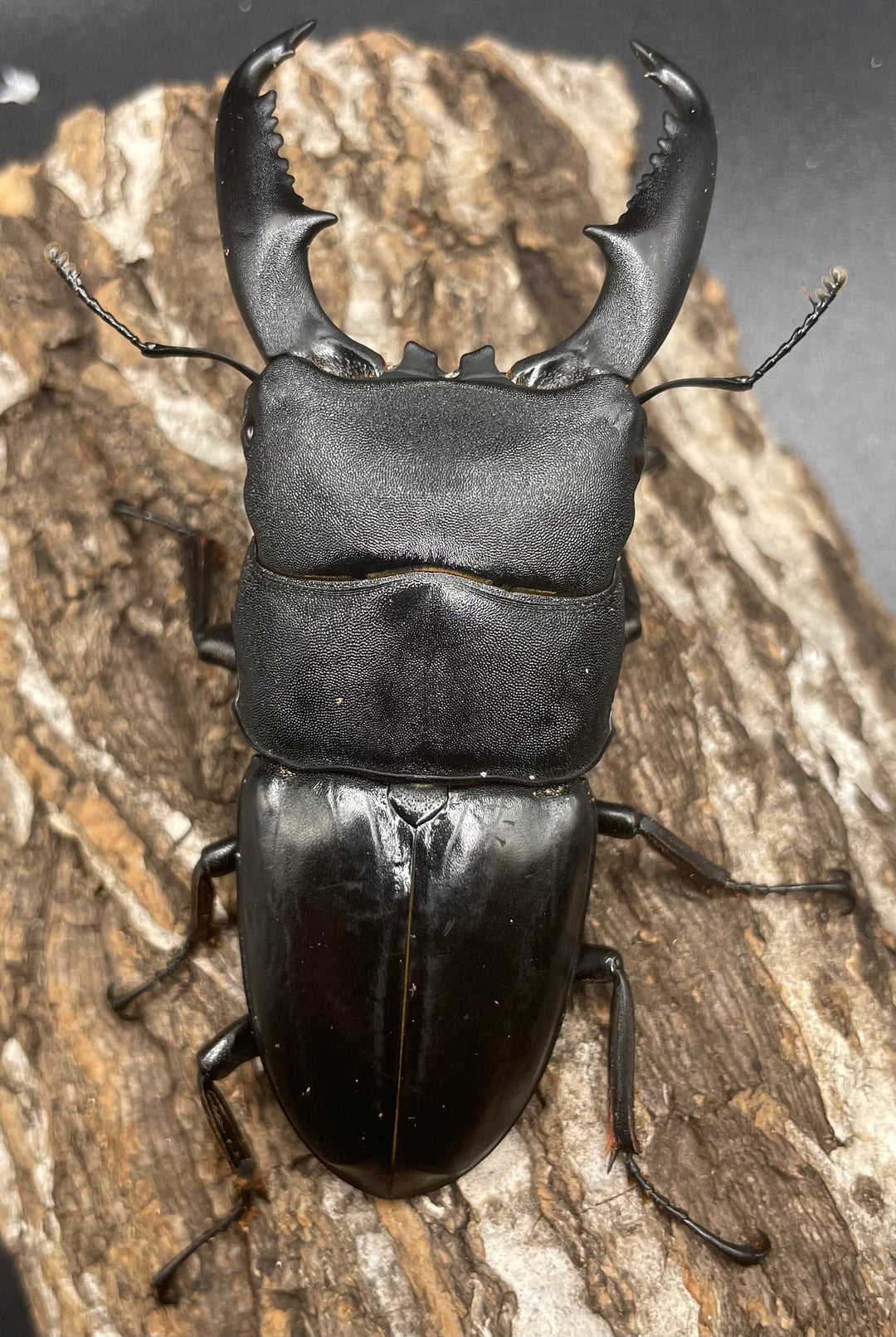 【WD】大型《ミンダナオヒラタ 90mm ペア》