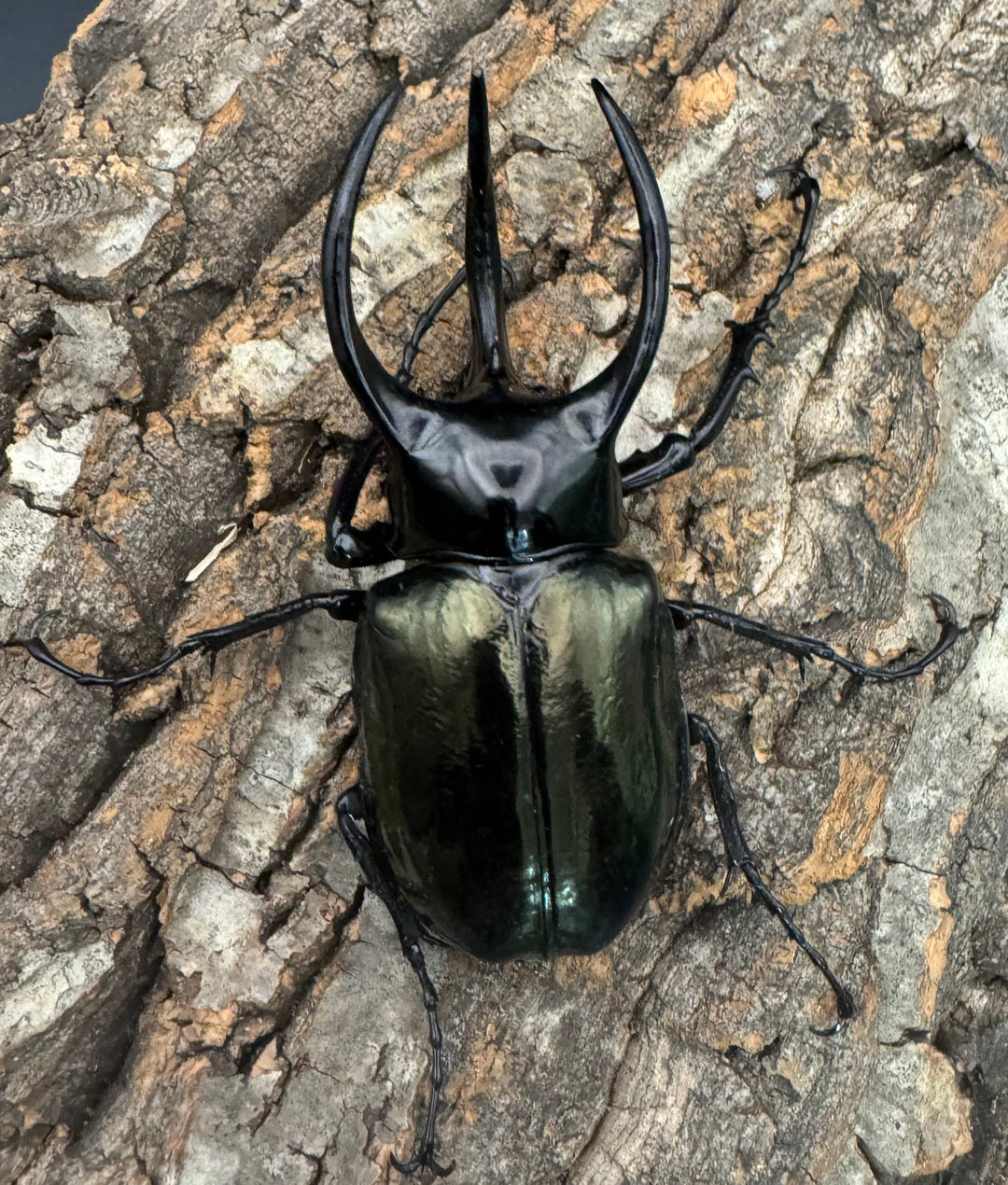 【WD】《インドアトラスオオカブト亜種マンテツ ラオス産 90mm ペア》