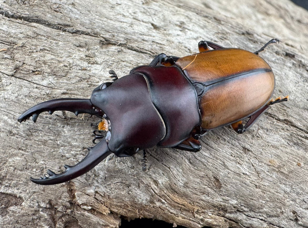 【WD】《ブルイジンノコギリ ペレン島産 37mm A’品ペア》