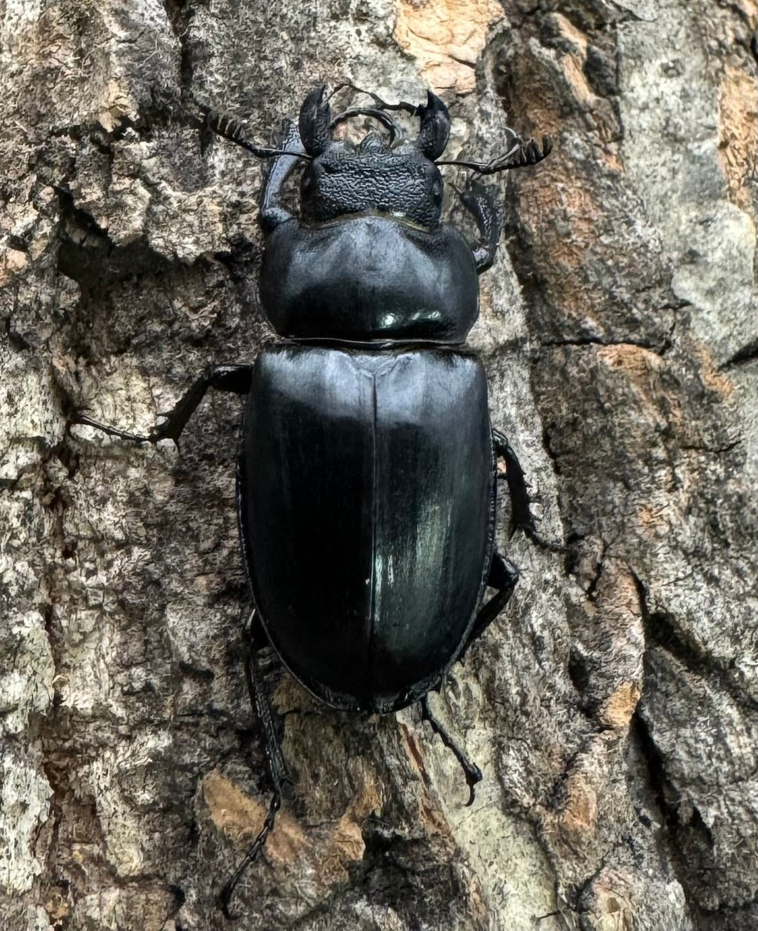 【WD】《パリーミヤマクワガタ 42.5mm ペア》