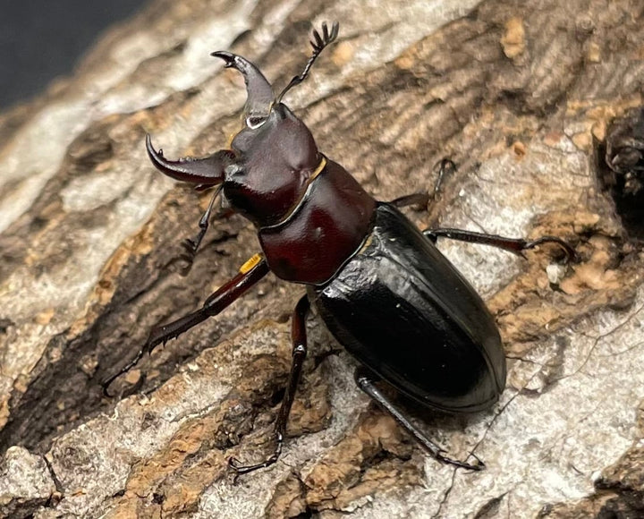 《ミクラミヤマ 神津島産 Free ペア》