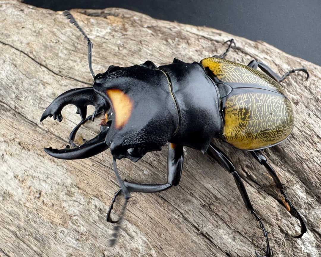 【WD】《スペクタビリスツヤクワガタ 61.5mm ペア》