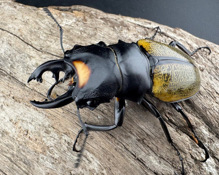 【WD】《スペクタビリスツヤクワガタ 61.5mm ペア》