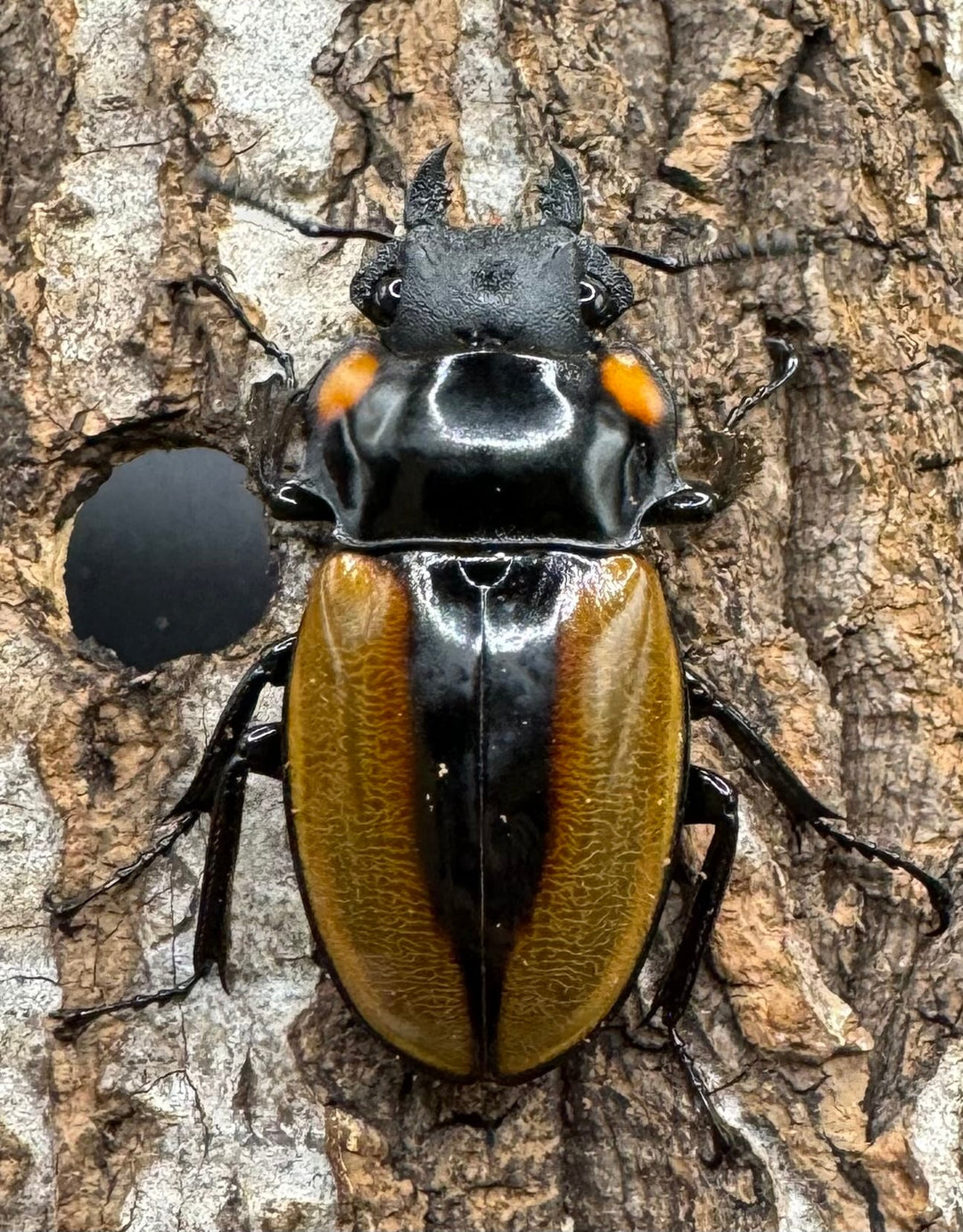 【WD】《ラコダールツヤクワガタ アチェ産 60mm ペア》