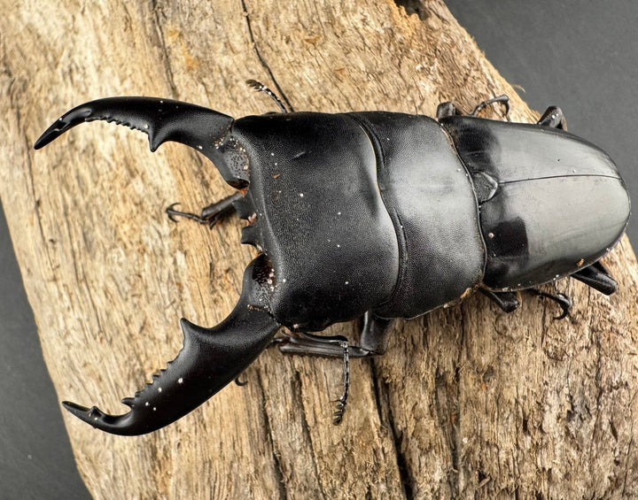 【WD】《ミンダナオヒラタ マラグサン産 79mm ペア》