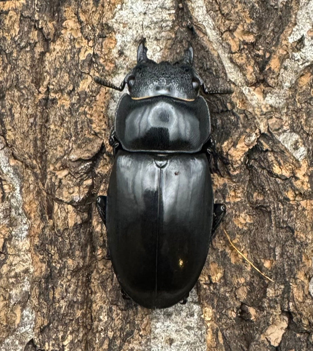 【WD】《リノケロスフタマタクワガタ 86mm ペア》