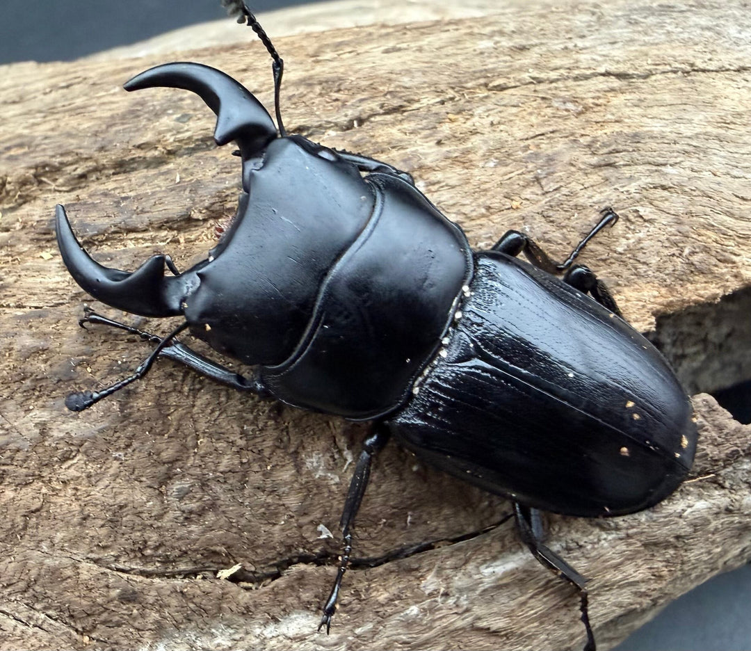 【WD】《スマトラパリーオオクワ アチェ産 46.5mm A'品ペア》