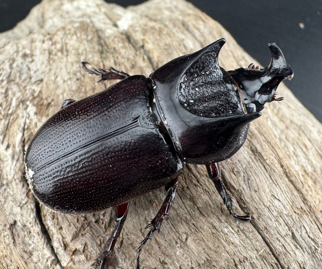 【WD】《ヒラズツツサイカブト 47mm ペア》