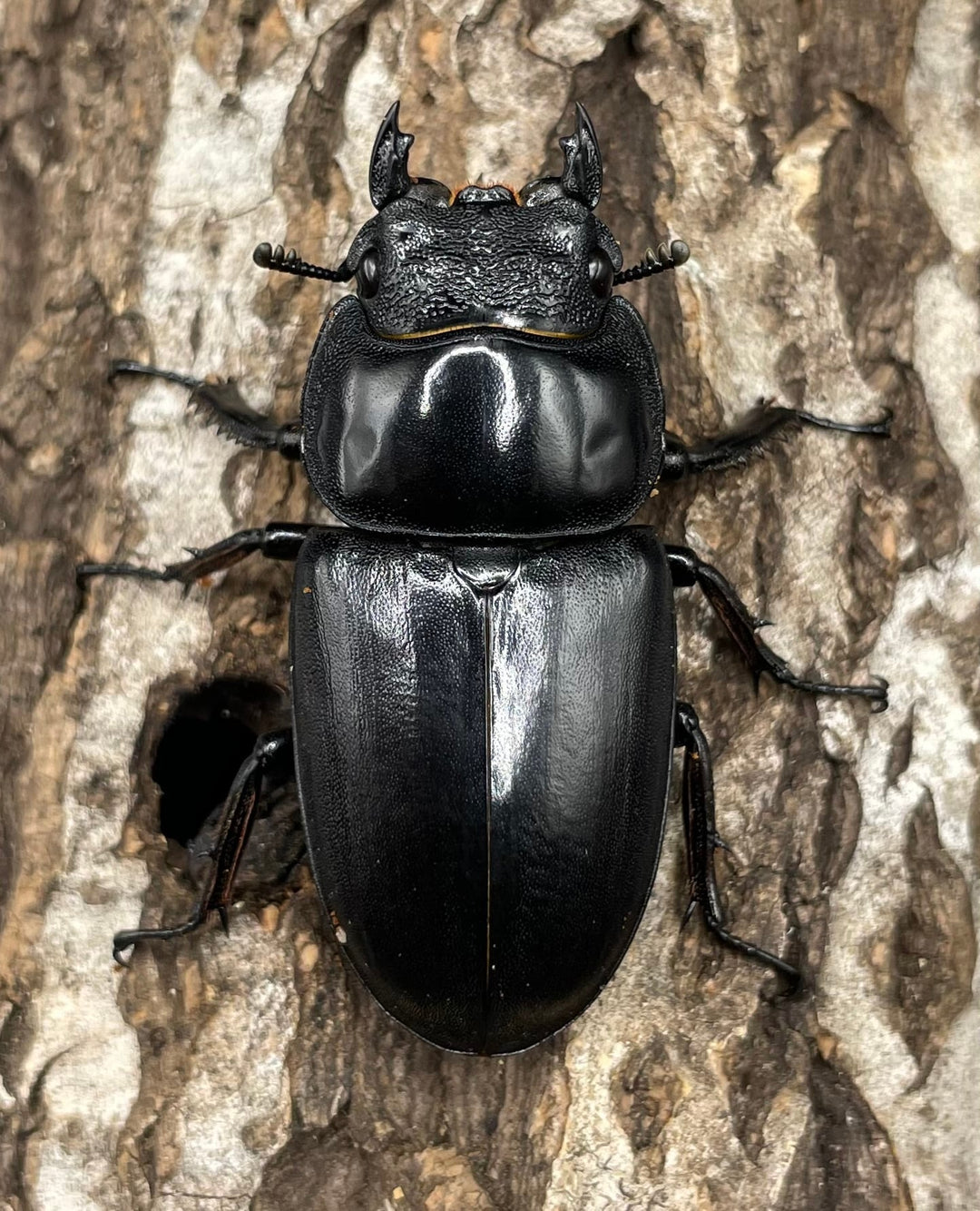《マレーアンタエウスオオクワ 72.5mm ペア》