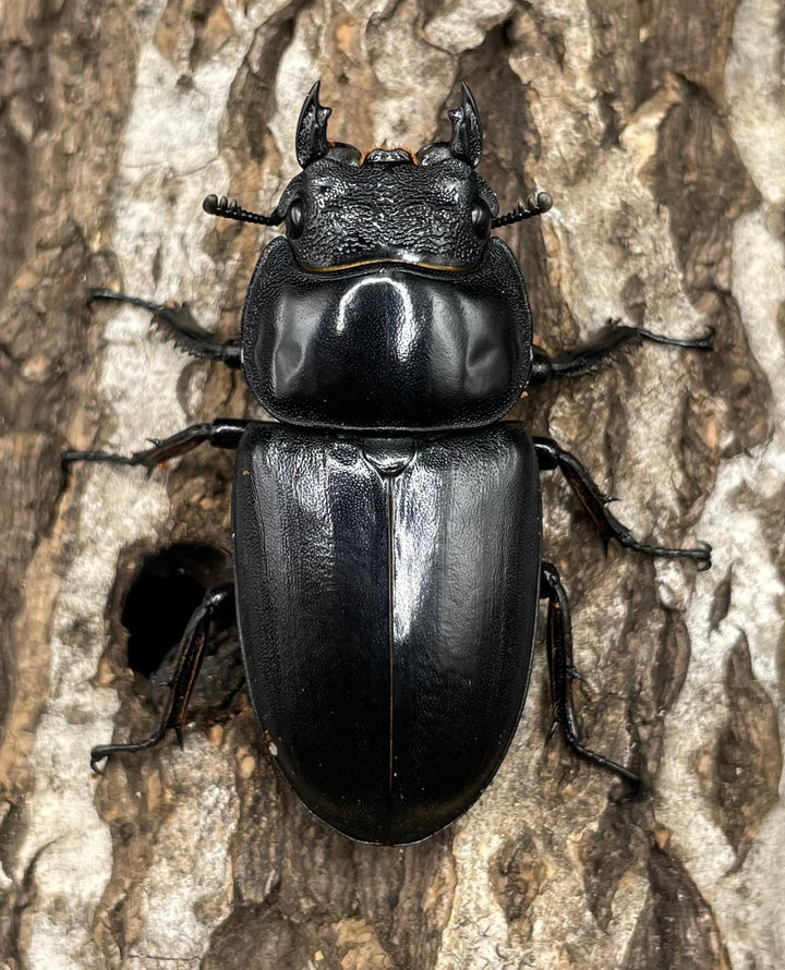 《マレーアンタエウスオオクワ 72.5mm ペア》