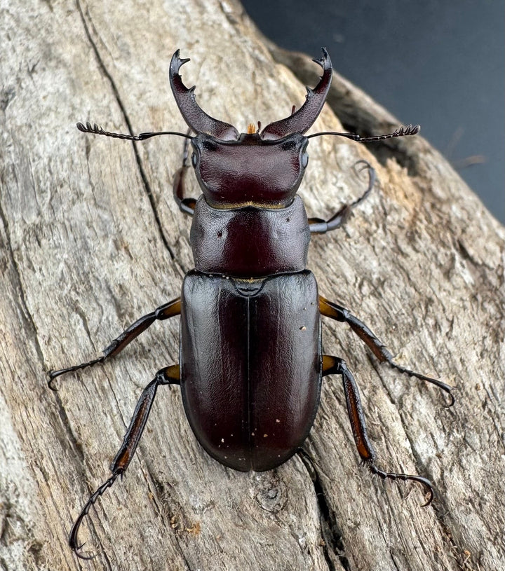 【WD】2021年新種《モーミヤマクワガタ 32mm ペア》