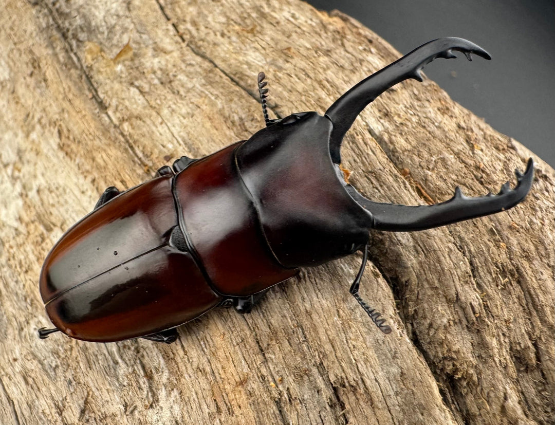 【WD】《ドルサリスノコギリ原名亜種 ボアク島産 52mm ペア》