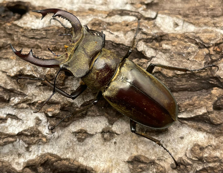 【WD】超貴重《ディルクミヤマクワガタ 50mm ペア》