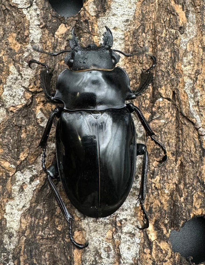 【WD】《インターメディアツヤクワガタ 85mm ペア》