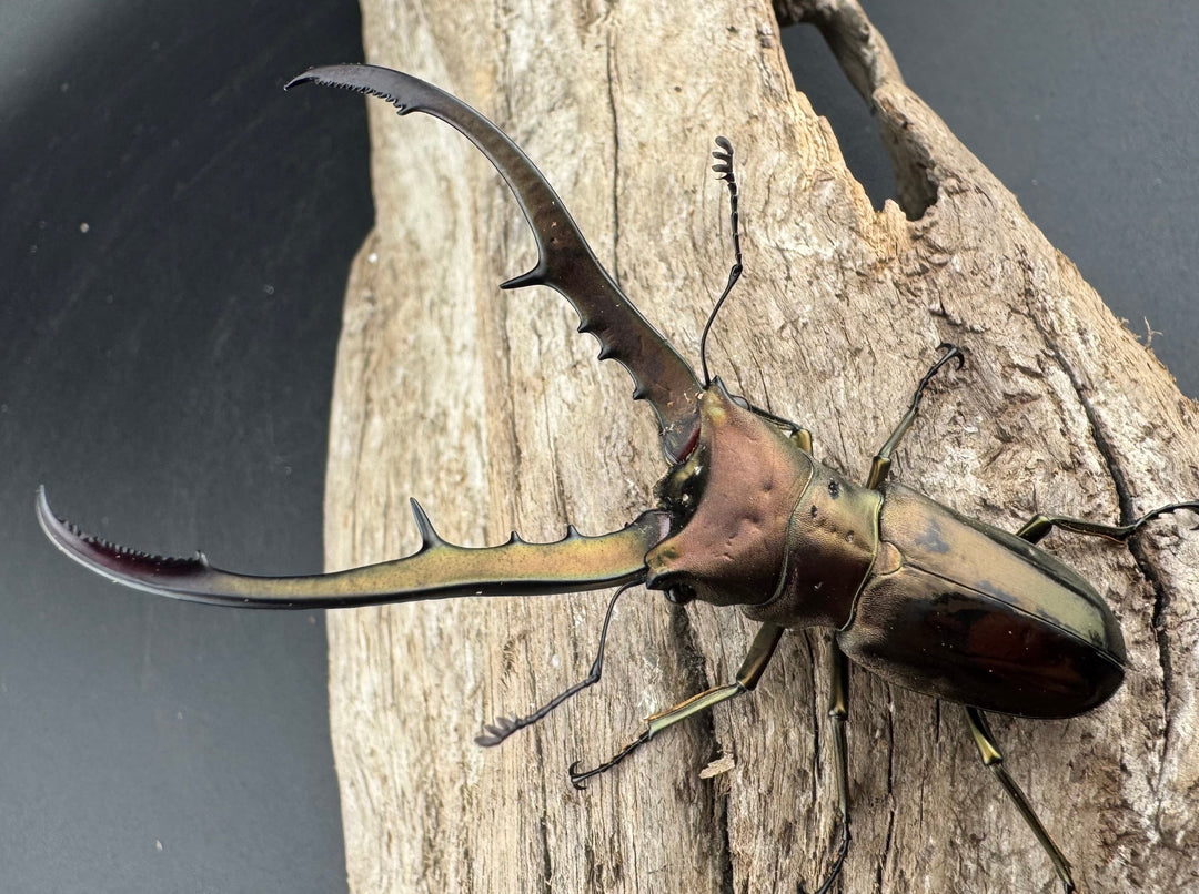 【WD】《メタリフェルホソアカ亜種finae 70mm ペア》