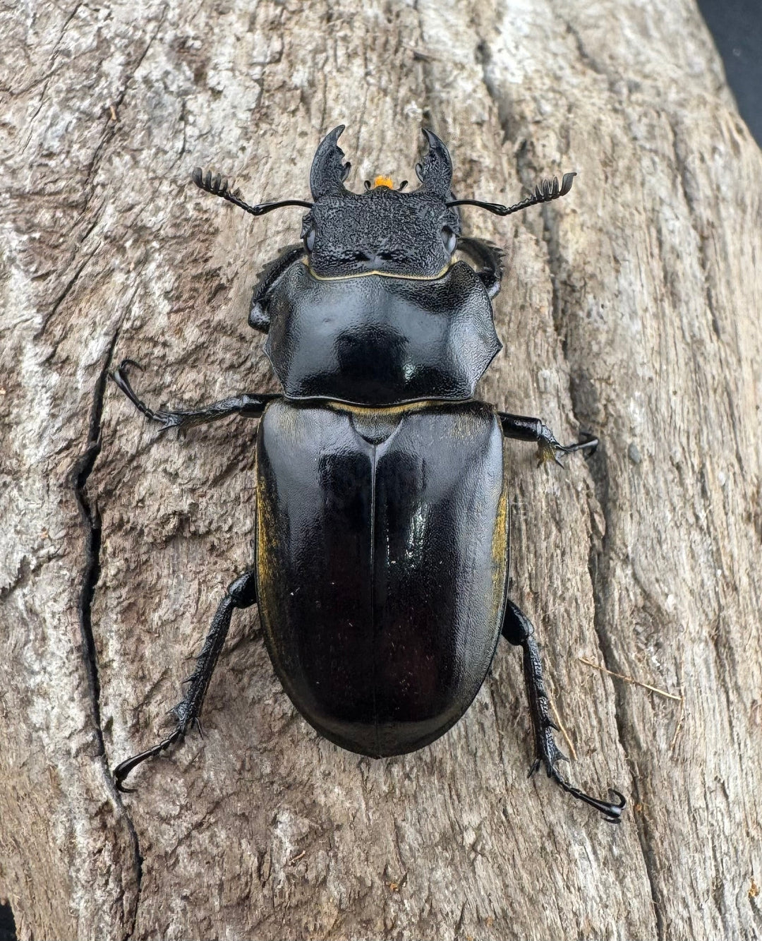 【WD】《チベットミヤマ亜種singularis 67mm ペア》