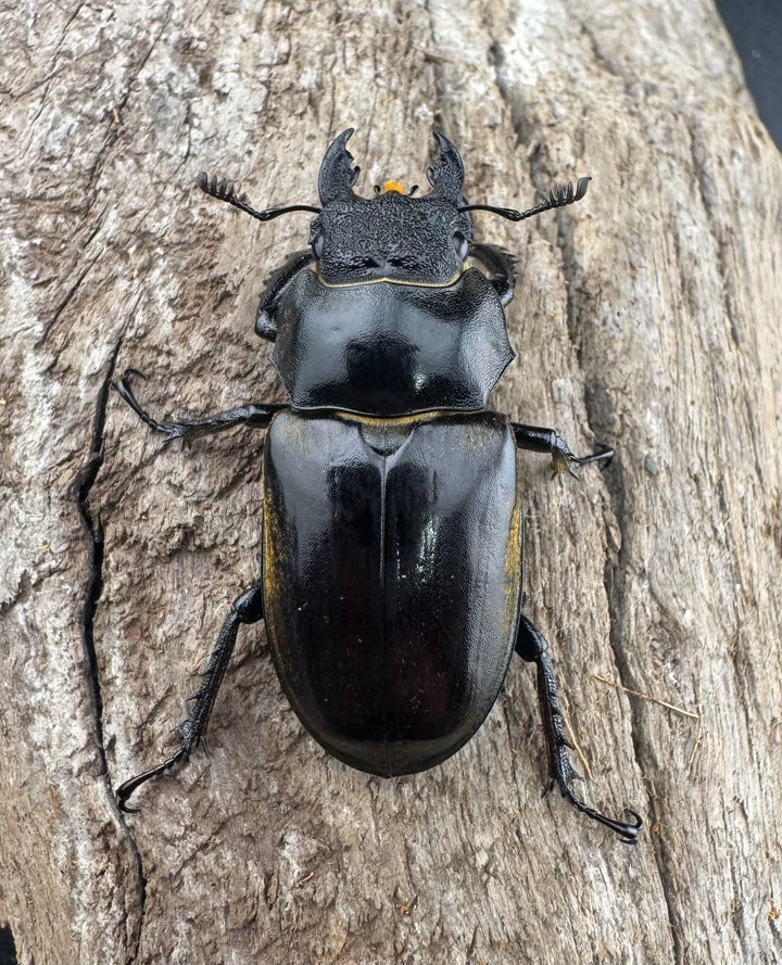 【WD】《チベットミヤマ亜種singularis 67mm ペア》