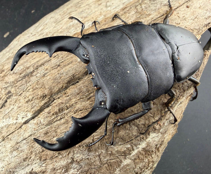 【WD】《スラウェシオオヒラタ 南スラウェシ産 81mm ペア》