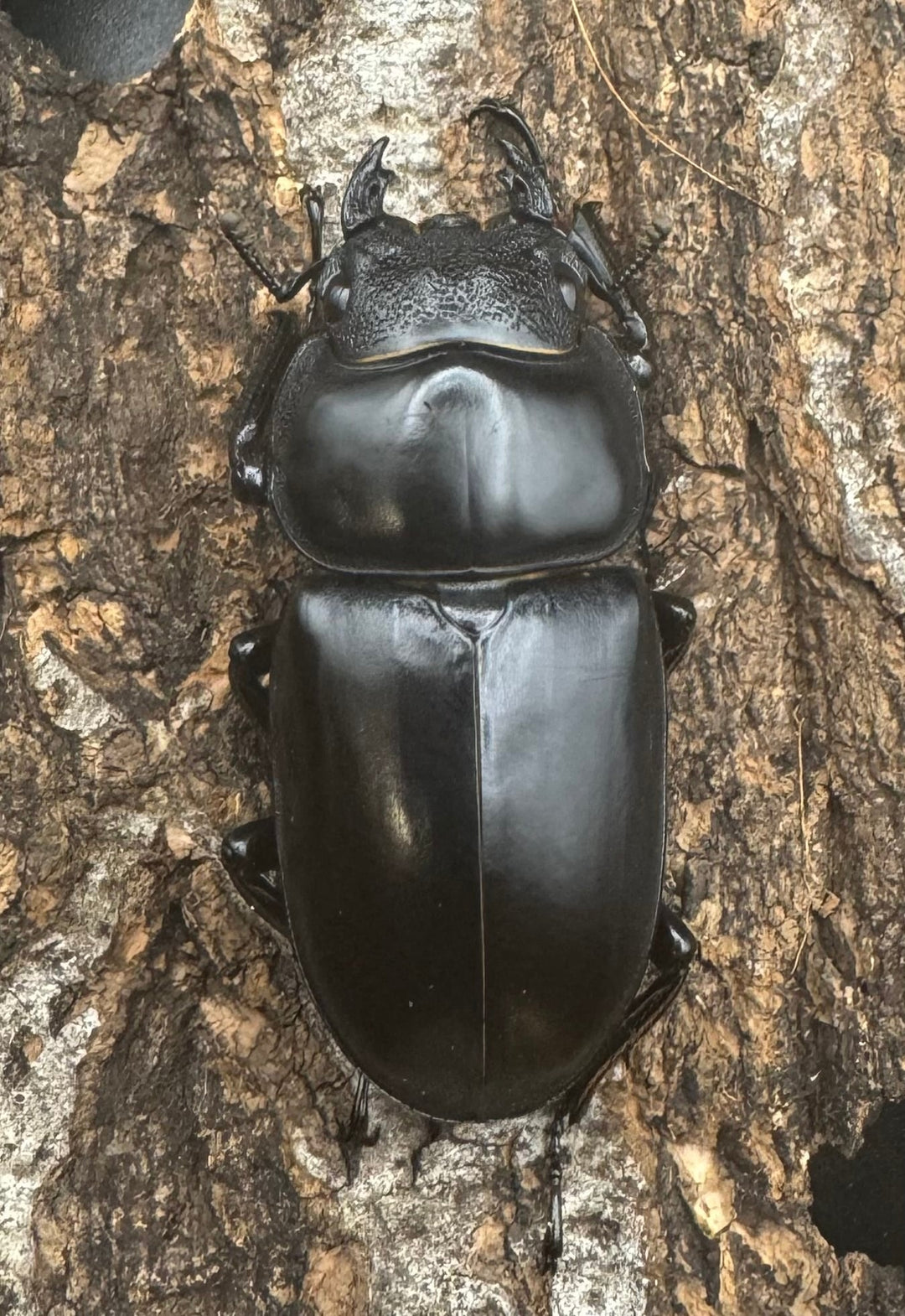 【WF1】《アンタエウスオオクワ カオバン産 75mm ペア》