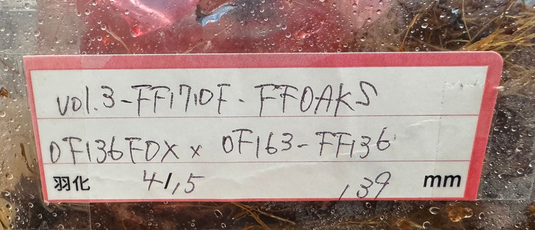 即ブリ《ヘラクレス・ヘラクレス 優良血統 139mm ペア》