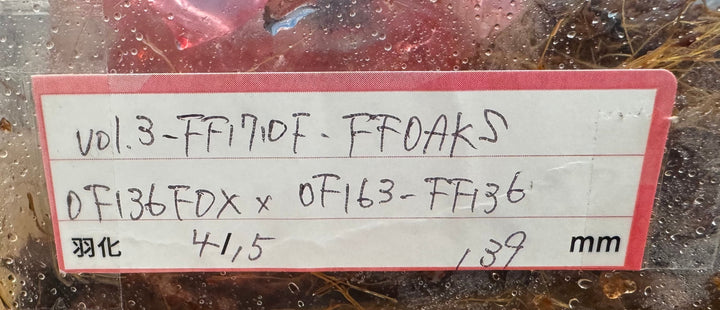 即ブリ《ヘラクレス・ヘラクレス 優良血統 139mm ペア》