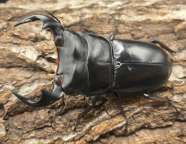 極太系《マレーアンタエウスオオクワ 68mm ペア》