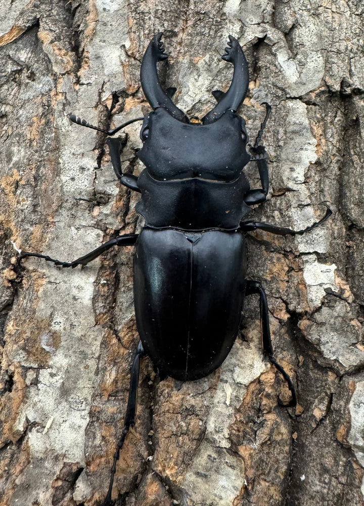 【WD】《アルケスツヤクワガタ 75mm B品ペア》