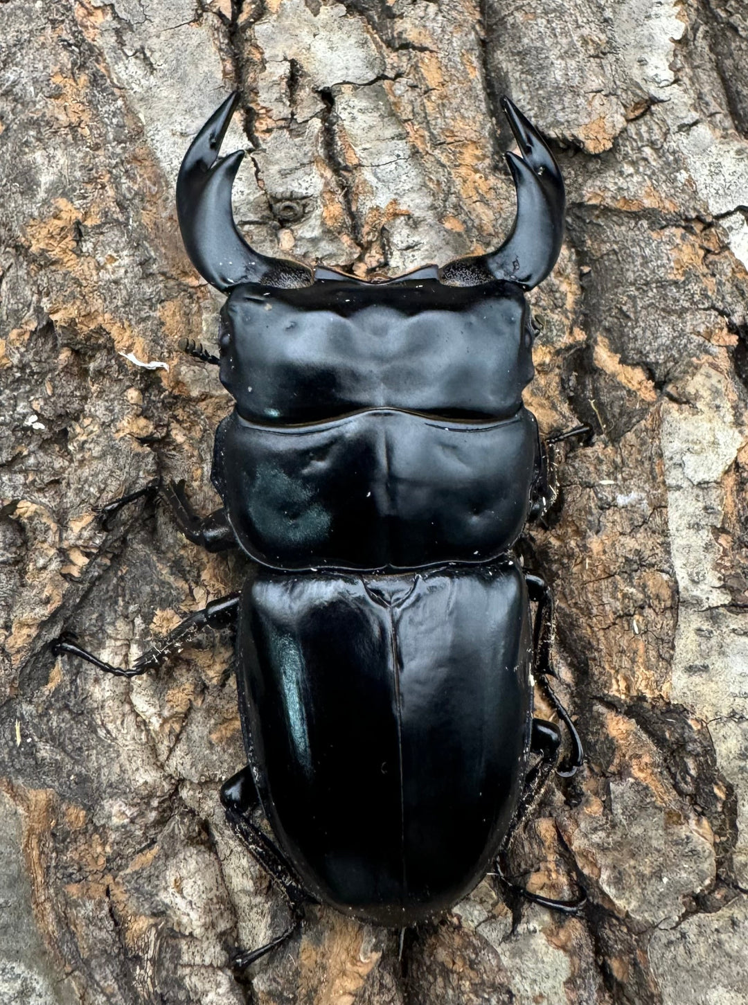 《インドアンタエウス サディア産 80mm ペア》