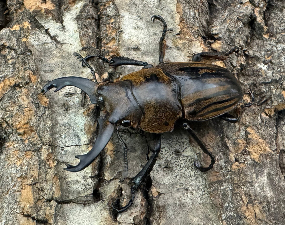 【WD】《ストリアータツヤクワガタ 40mm ペア》